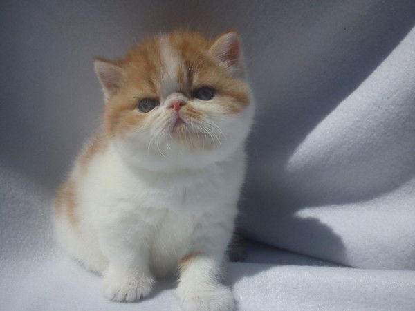 Оксана Сенькина