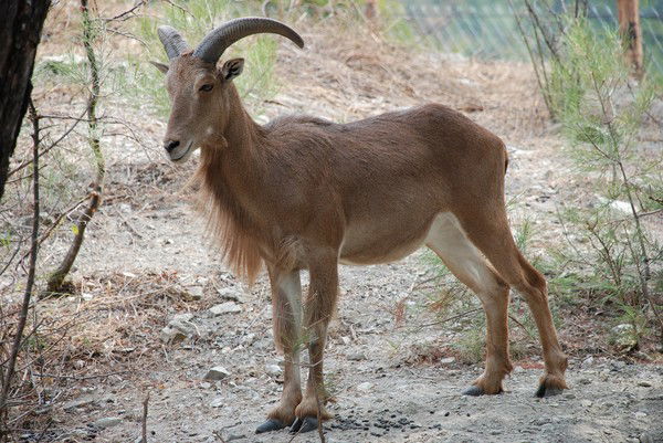 Константин Решетов