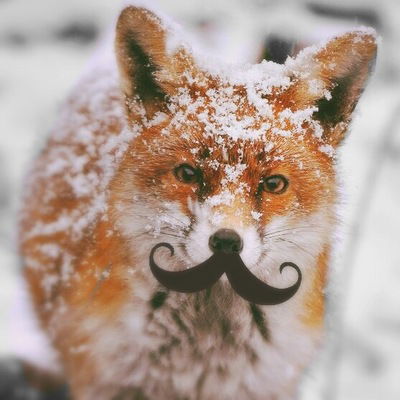 Елизавета Шмелёва