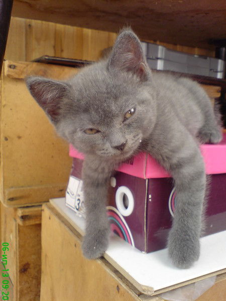 Вадим Чигарев