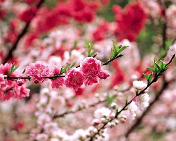 Венера Кайбулдина