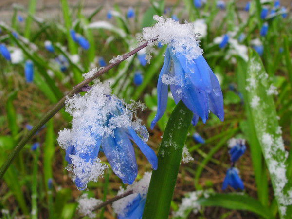 Ирина Гаевская