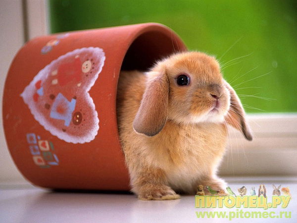 Мария Колмыкова