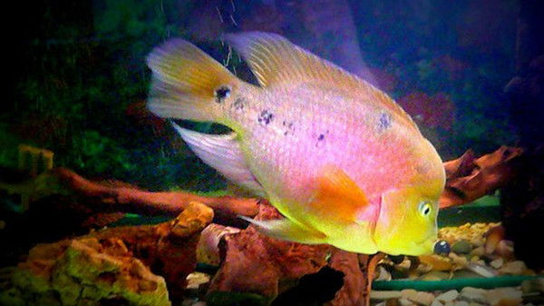 Виктория Пересторонина