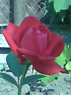 Николай Саликов