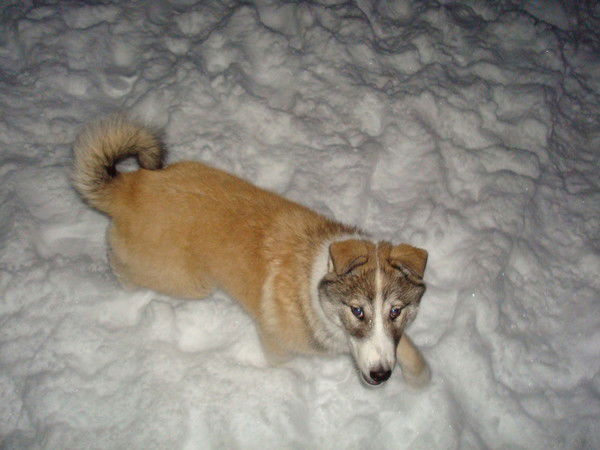 Михаил Калякин