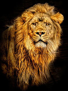 Игорь Северин