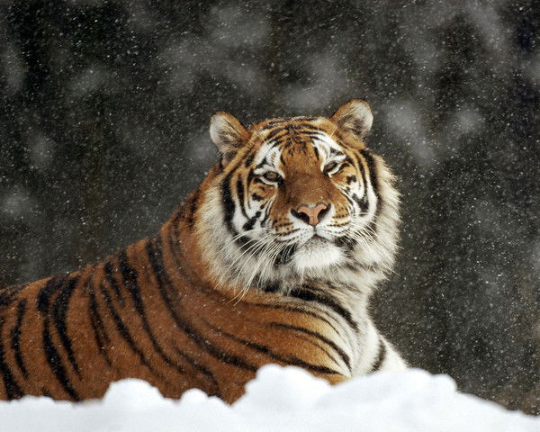 Александр Лозинский