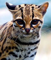 Яна Оганесянц