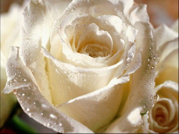 Елена Гердлер