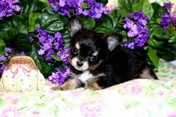 Оксана Костенко