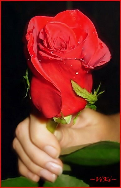 Елена Стрельцова