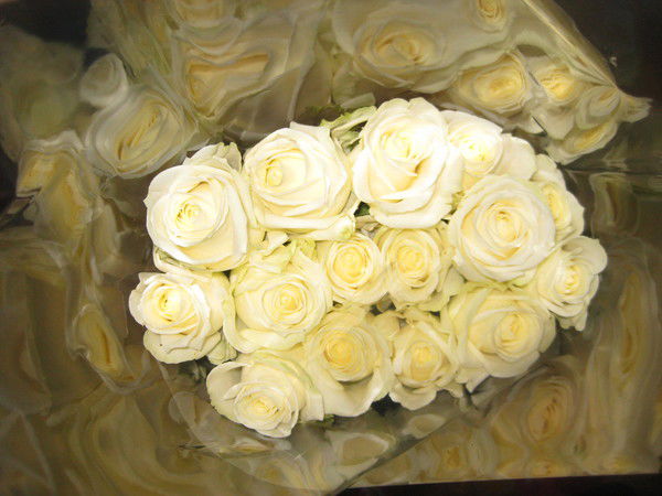 Светлана Колчина