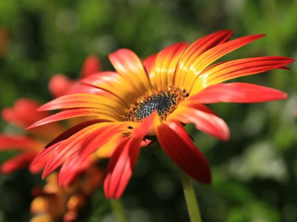 Олена Гаврила