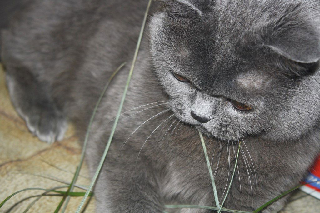 Анна Илюшкина