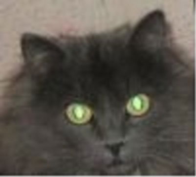 Сергей Антонов