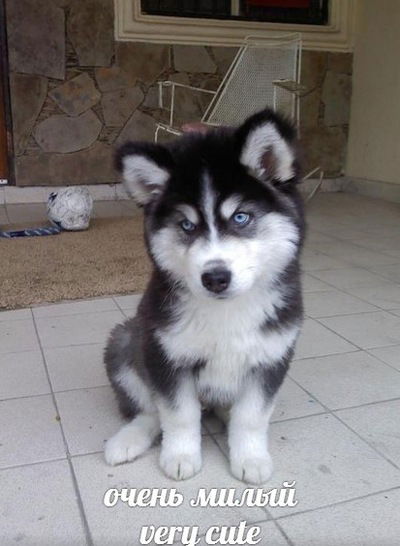 Дима Комаров