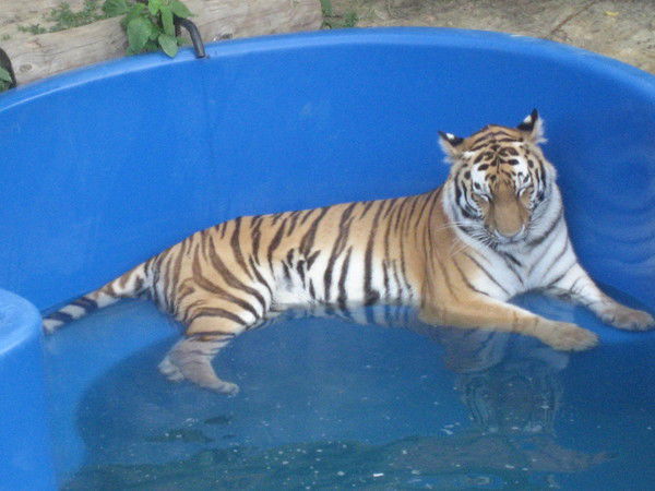 Марат Исмаилов