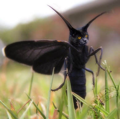 Ольга Лойко (Гиго)