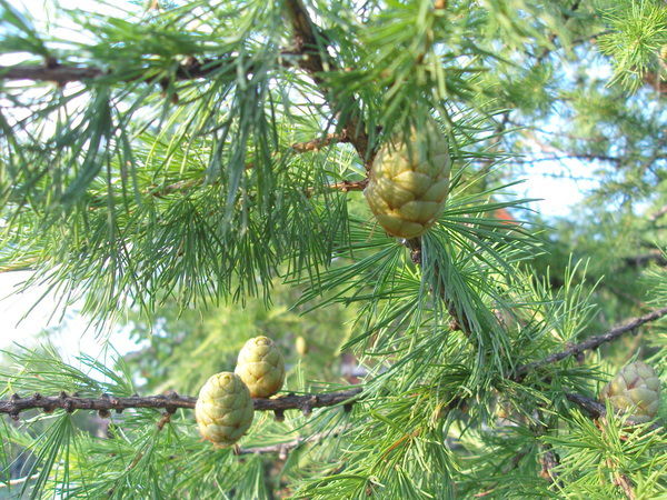 Светлана Колло