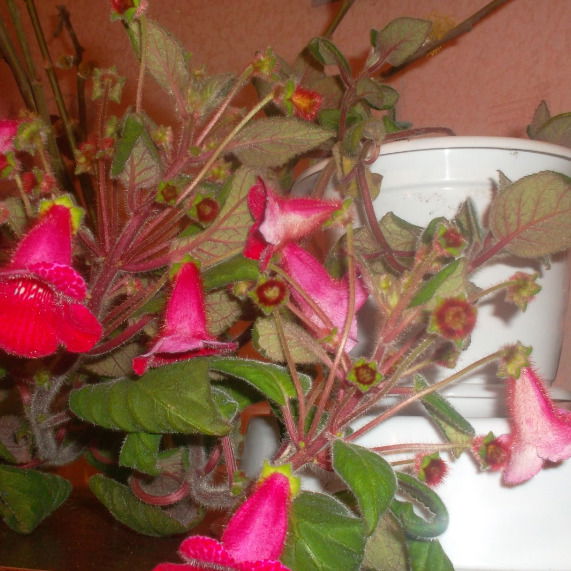 Татьяна Кудрявцева