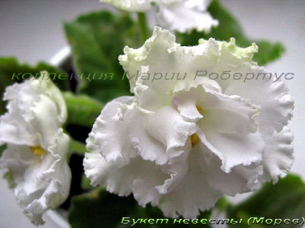 Мария Робертус