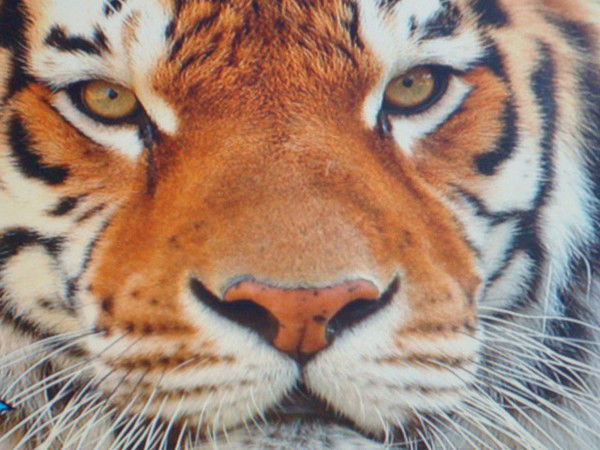 Александр Боров