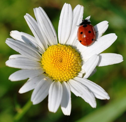 По5 Альфина