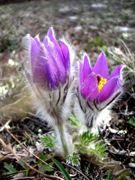 Екатерина Прозорова