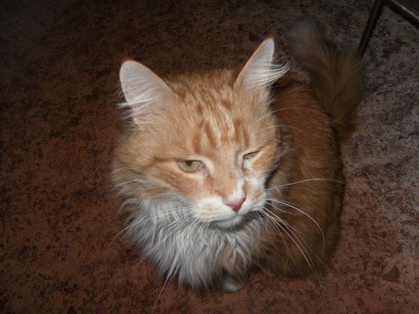 Елена Шведкова