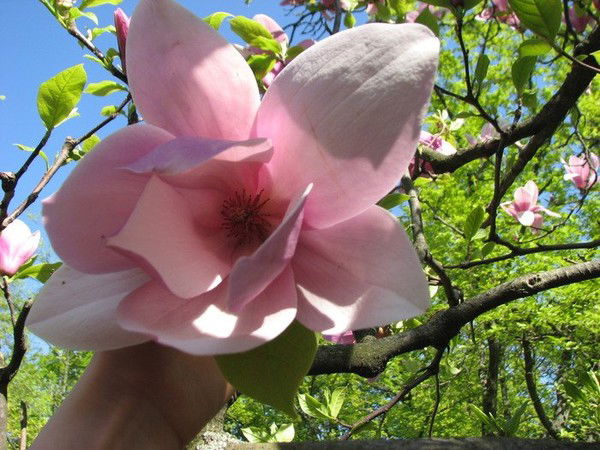 Айбарша Куденева