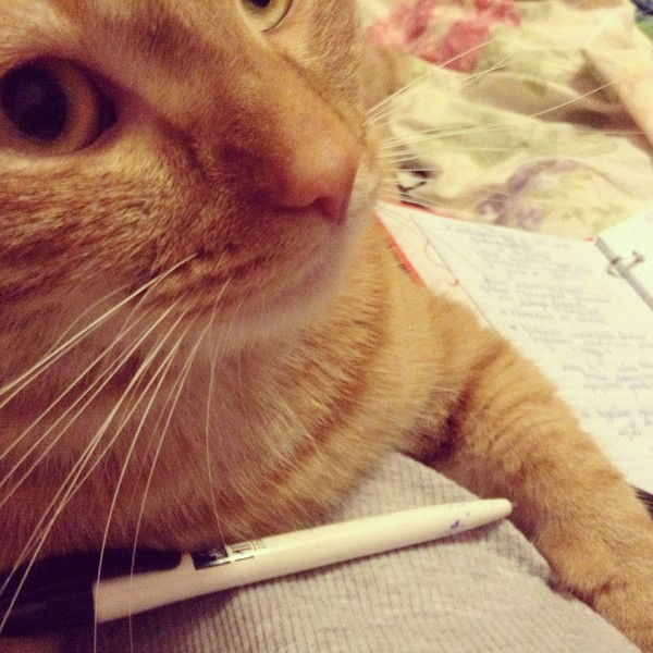 Полина Романюк