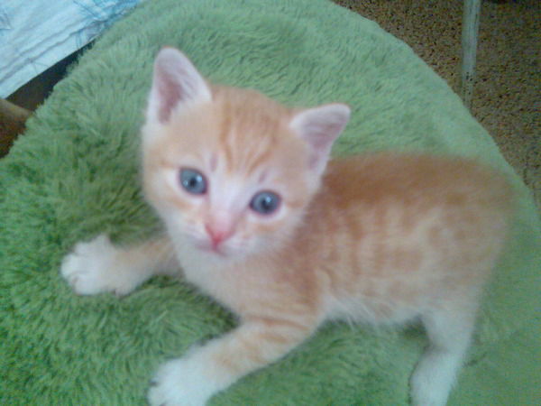 Юлия Шигаева