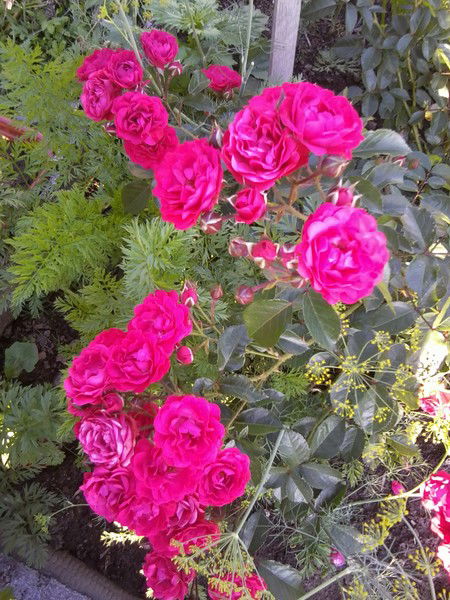 Галина Харасова