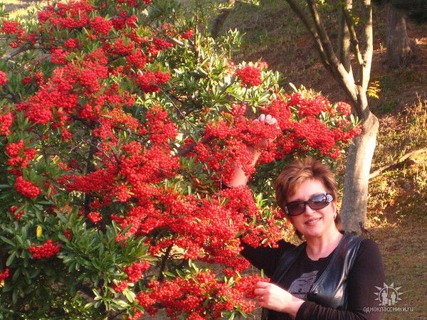 Елена Шамова