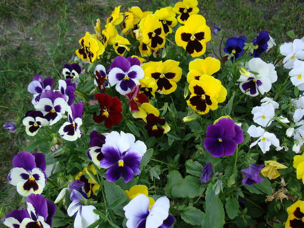 Cветлана *****