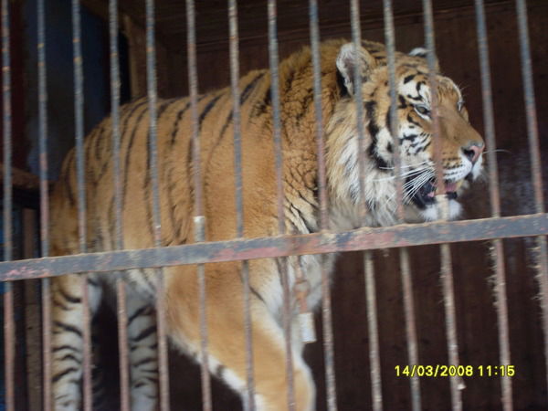 Рустам Муфтахов