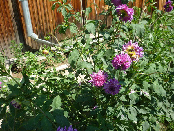 Елена Желткова