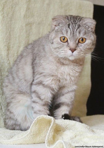 Анастасия Смирнова