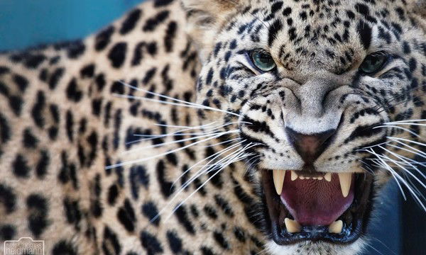 Егор Рогинский