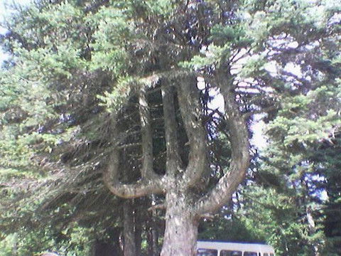 Гуля Куяшова