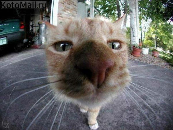 Девять Девять