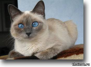 Елена Романова