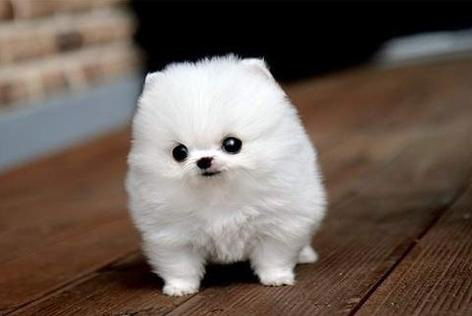 Никита Борисов