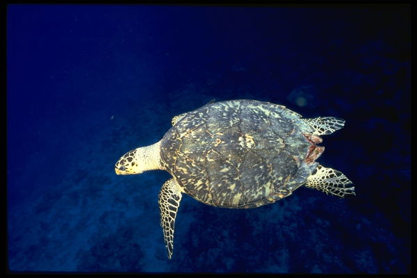 Ягафаров Альберт