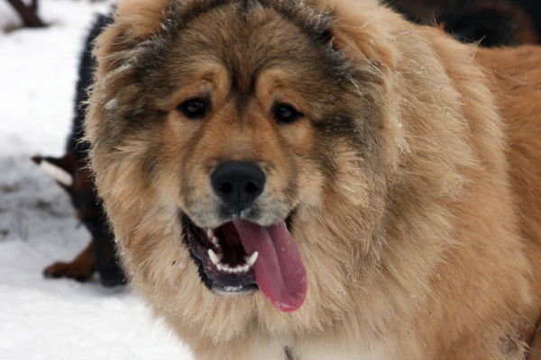 Михаил Продан