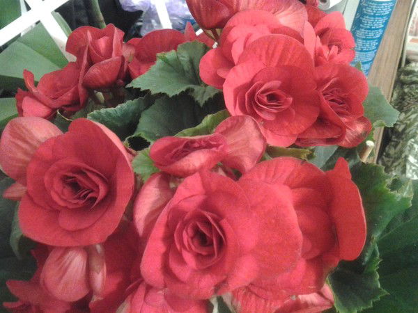 Наталья Илющенко