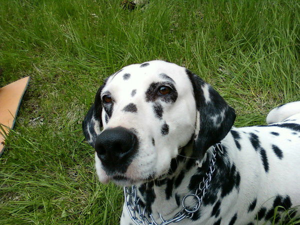 Евгений Петриченко