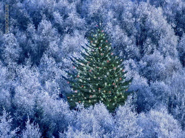 Никита Шаповалов