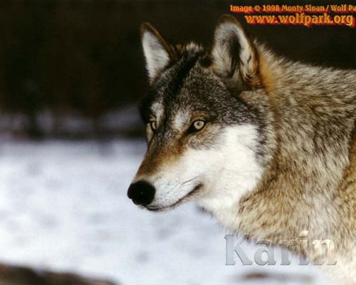 Николай Сопливенко